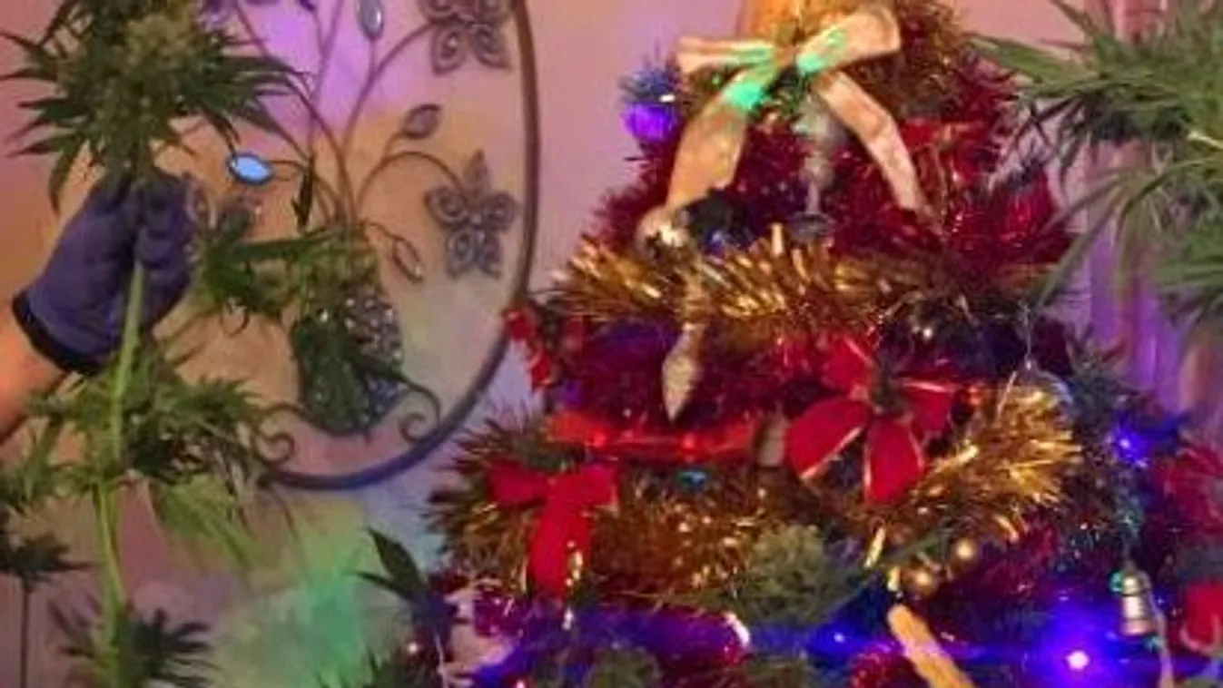Nem épp hagyományos karácsonyfa - kannabiszt díszítettek fel