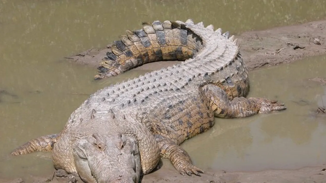 Három nap után mentették meg a krokodil elől menekülő kajakost