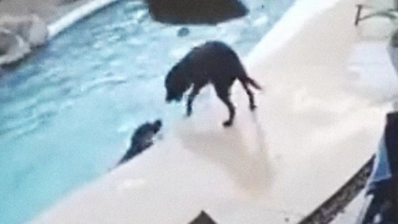 Fuldokló barátját mentette meg a hős kutya - videó