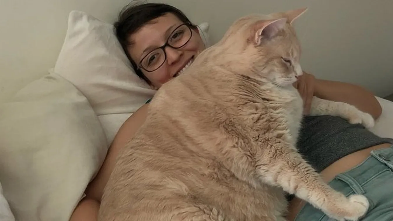 Ezt látni kell! Garfieldre hajaz a 15 kilós macska - fotók