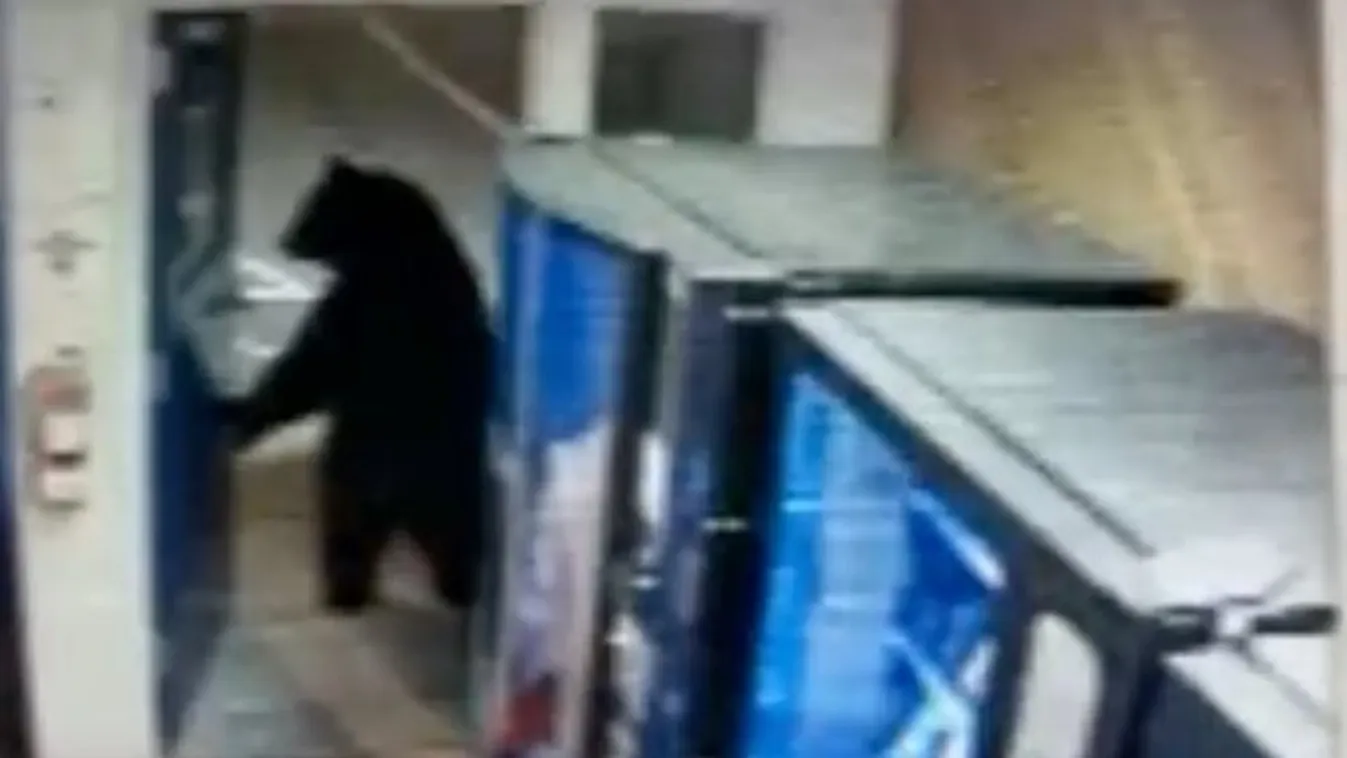 Olyan otthonosan sétált be a zsarukhoz a medve, mintha csak ott dolgozna - videó