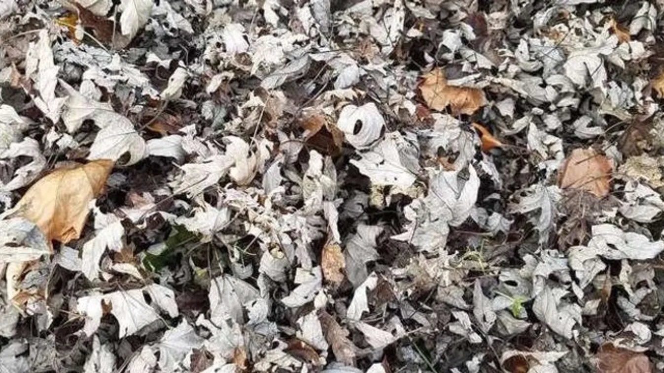 Ön mennyi idő alatt találja meg ezen a képen a macskát?