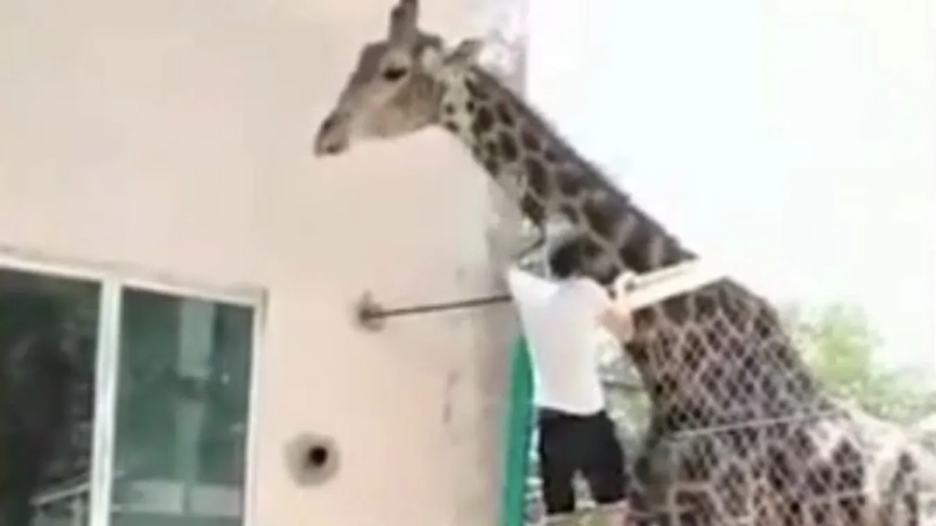 Ez a részeg férfi azt hitte, jó ötlet felmászni egy zsiráf hátára – videó