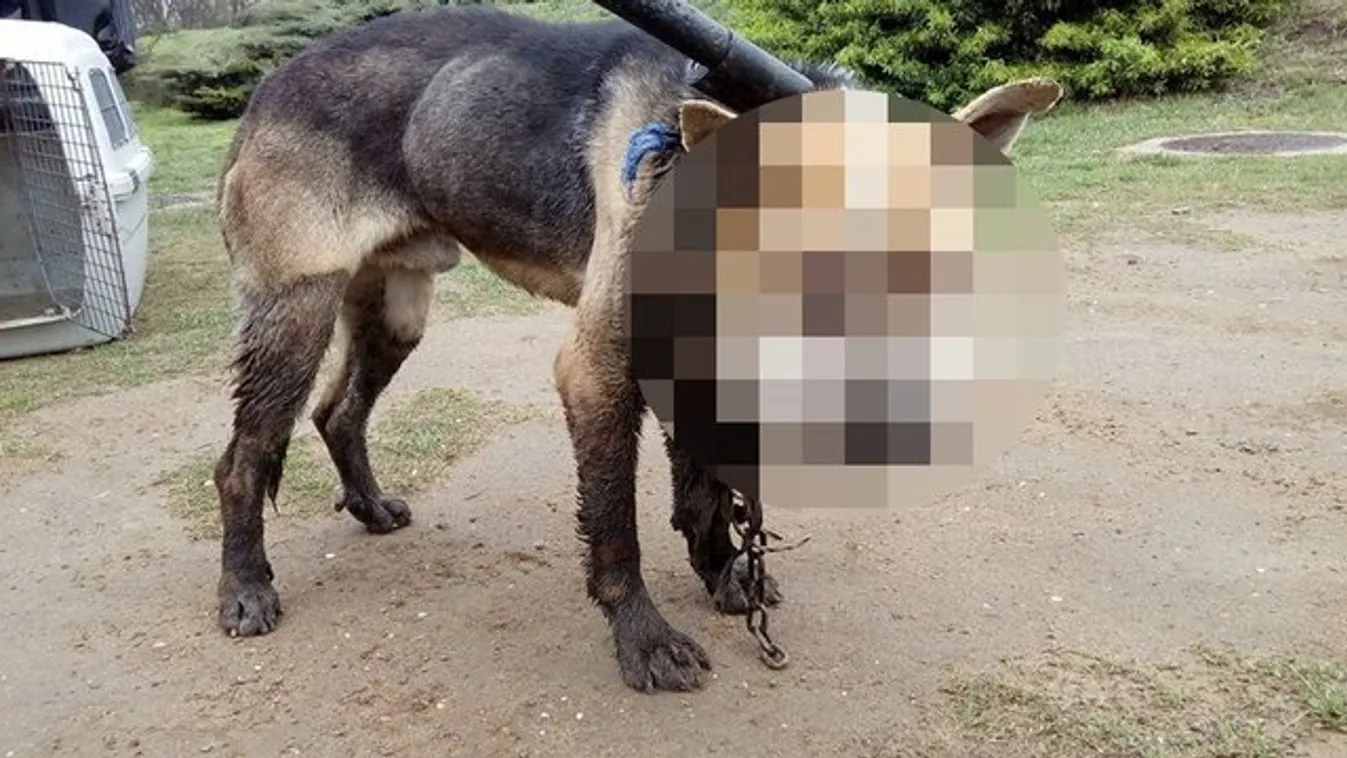 Kutyahorror: sokkoló, milyen állapotban találtak Fülöpre