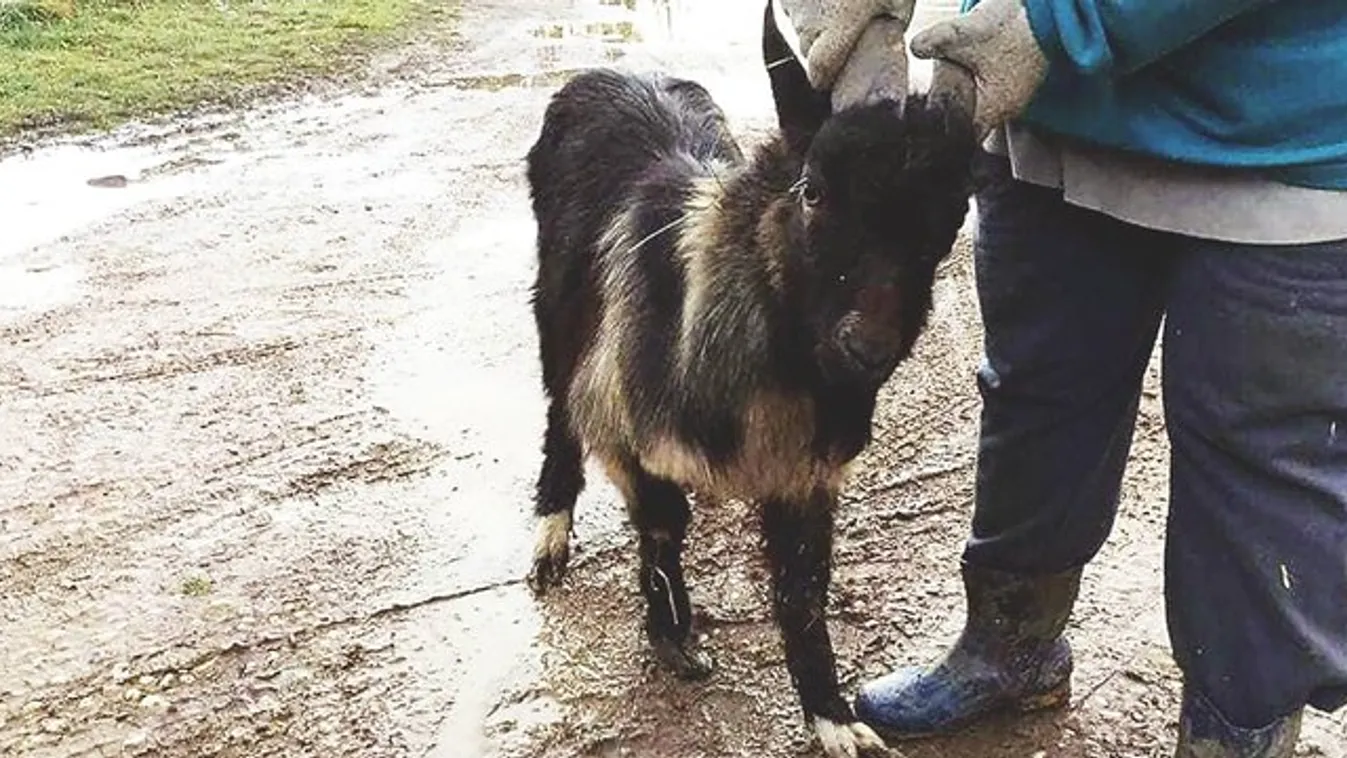 Zalai állatvédők keresik a kecskék új otthonát