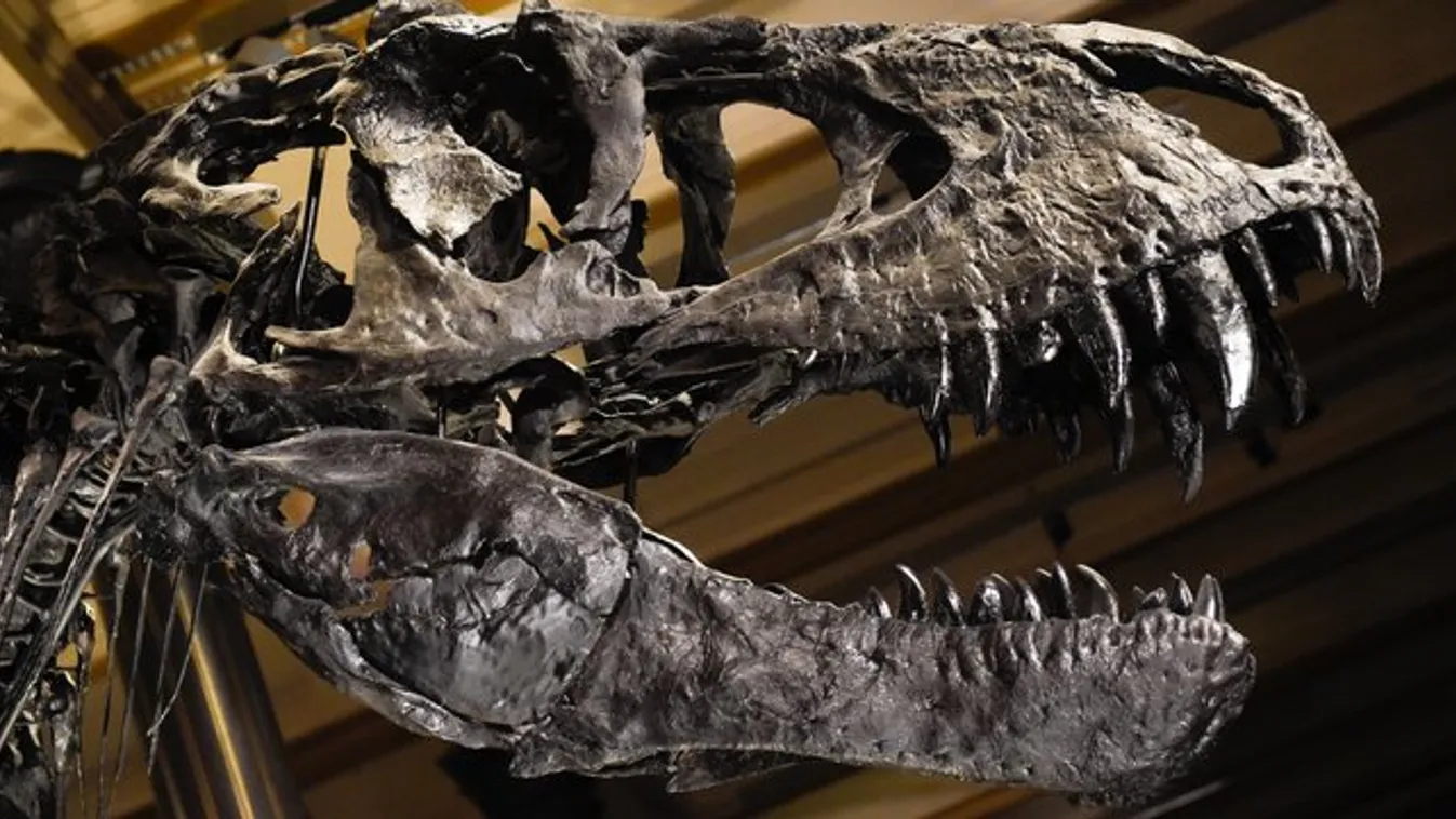 A T. rex távoli rokonát találták meg Argentínában