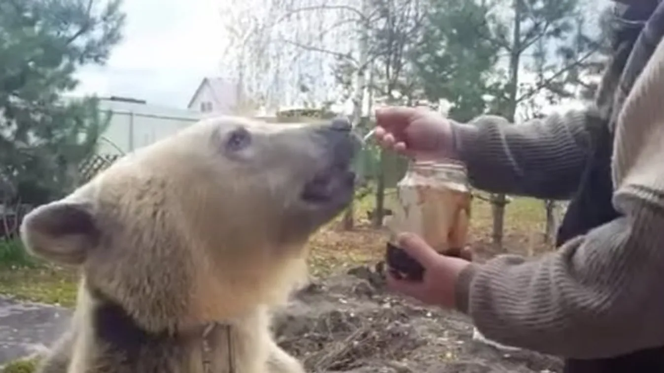 Te jó ég! Létezhet cukibb a lekvárt falatozó macinál? videó