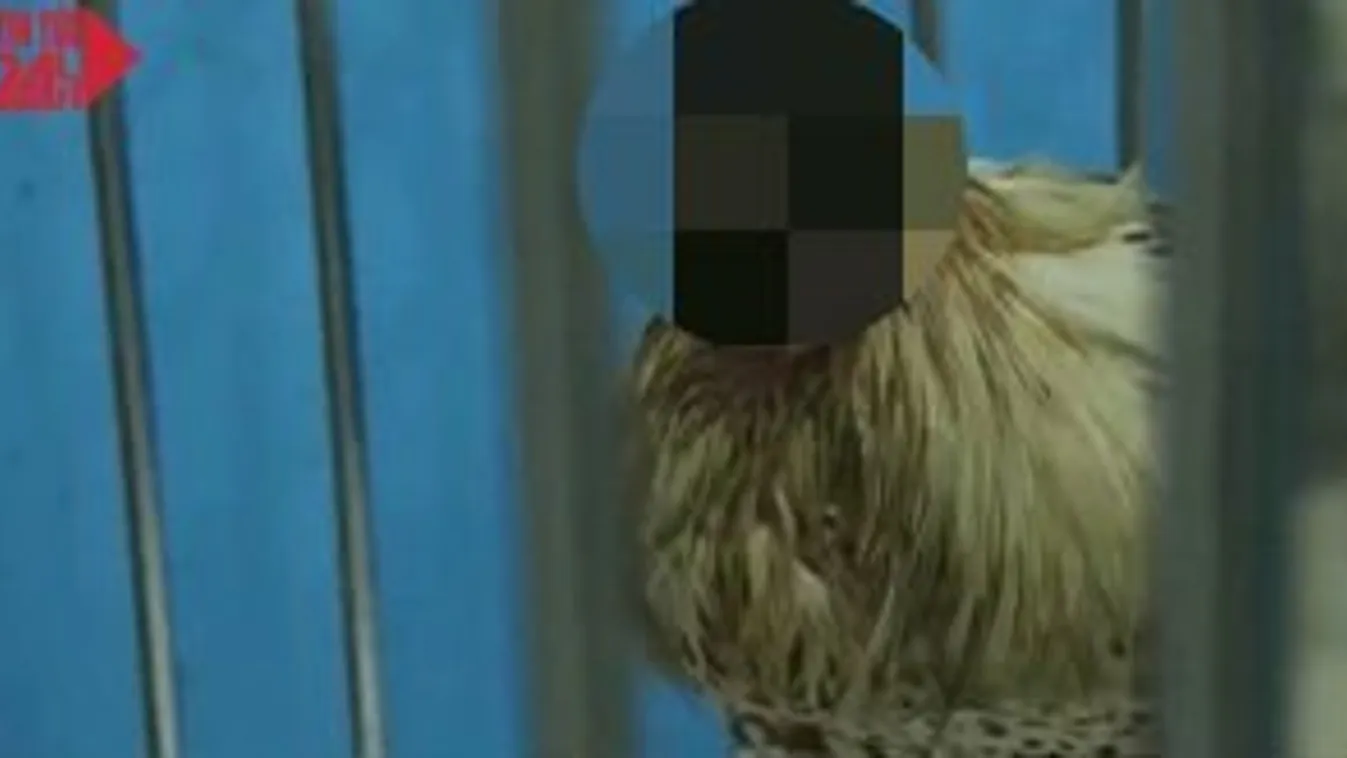 Egy hete él fej nélkül a csirke, a nyakán lévő lyukon át etetik - 18+ videó