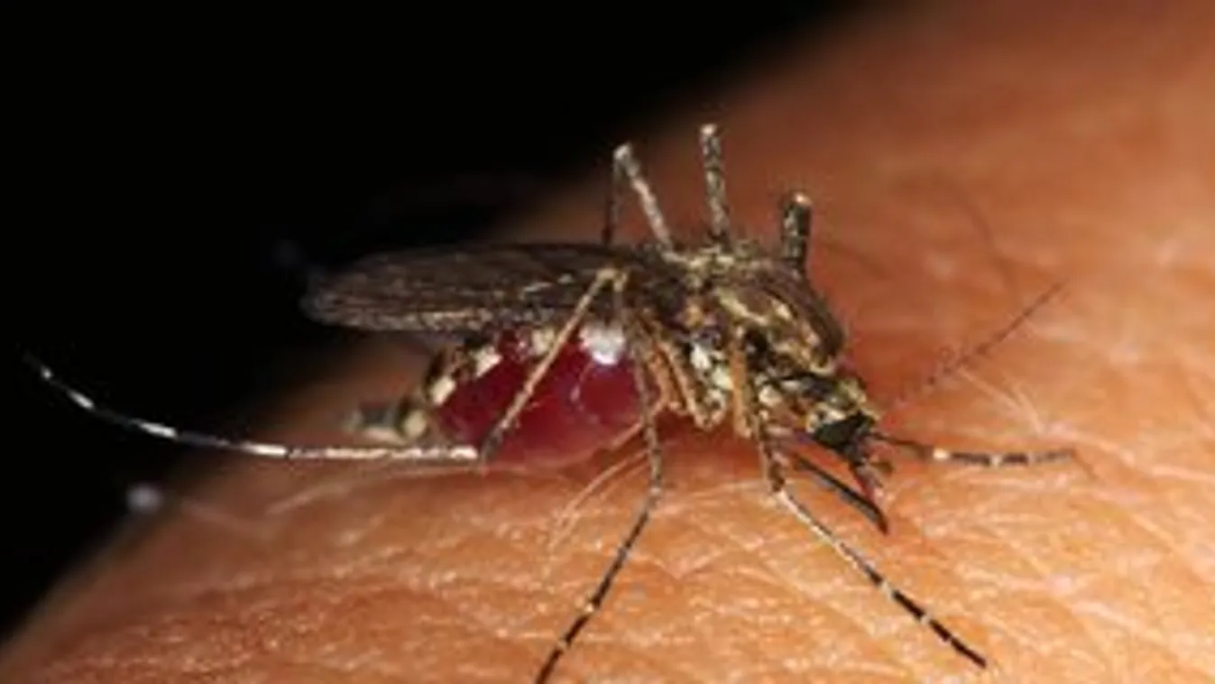 Ijesztő: teregetés közben megcsípte a szúnyog, a következményekbe majdnem belehalt a fiatal nő