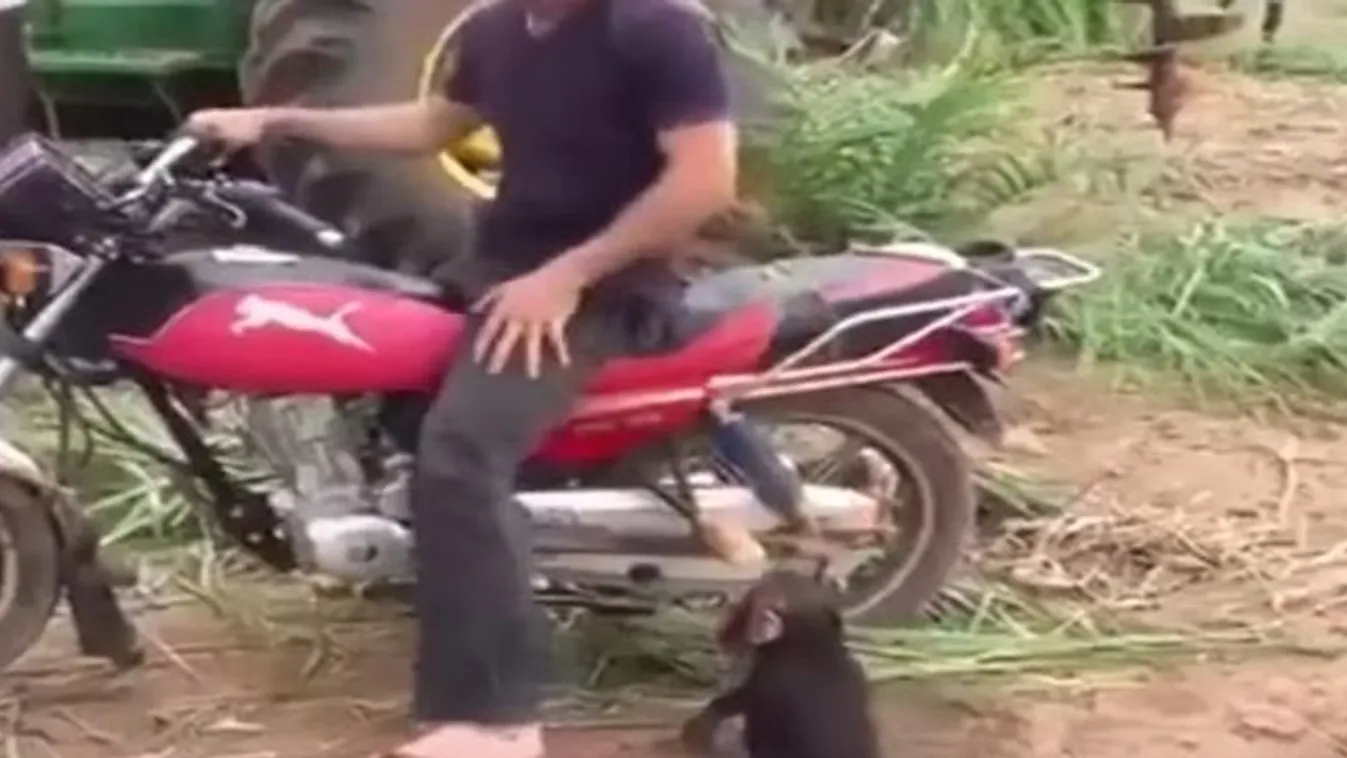 Majom ennyire még soha nem akart motorozni – videó