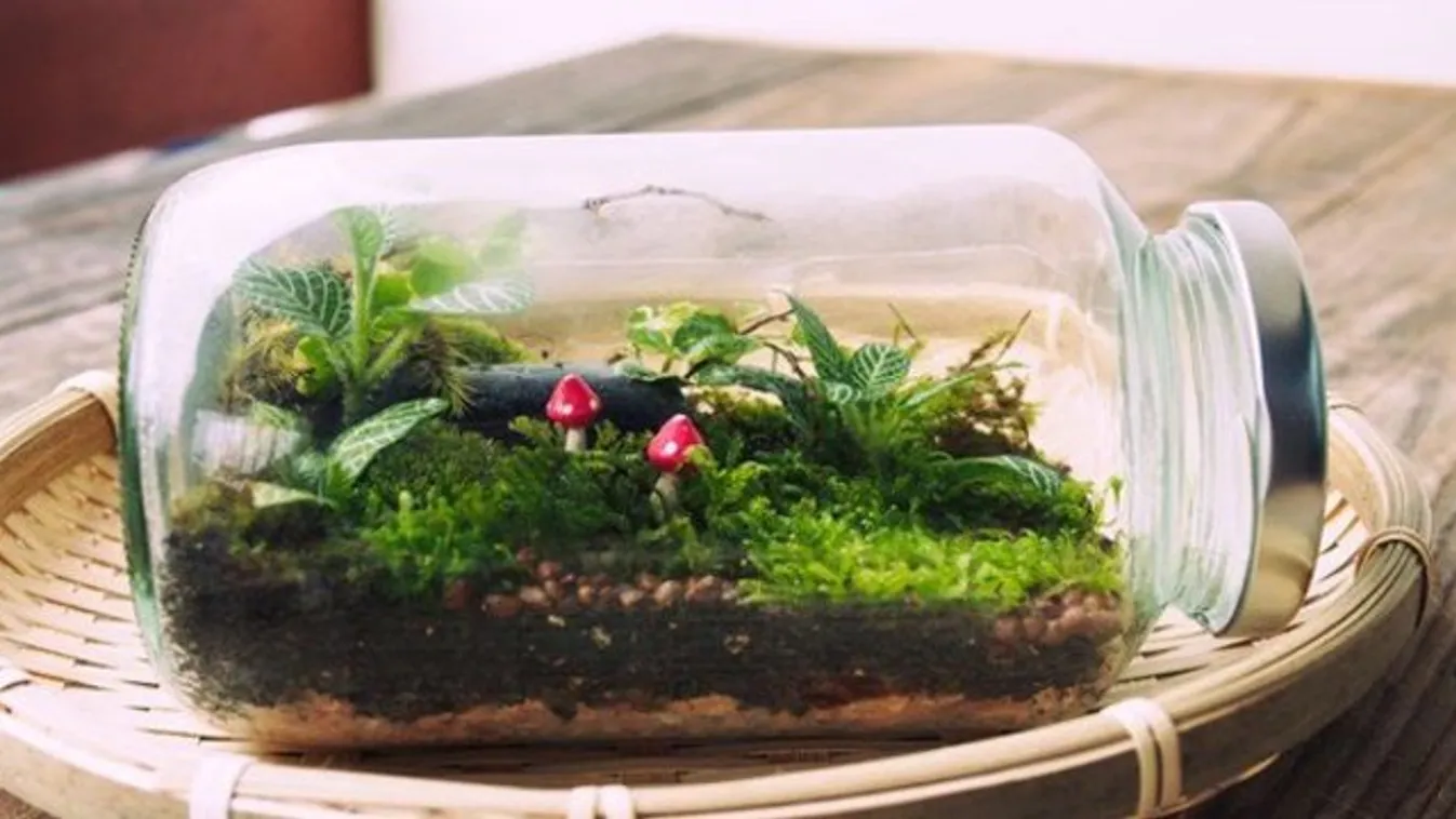 Üvegbe zárt varázskert: Így készíts floráriumot fillérekből