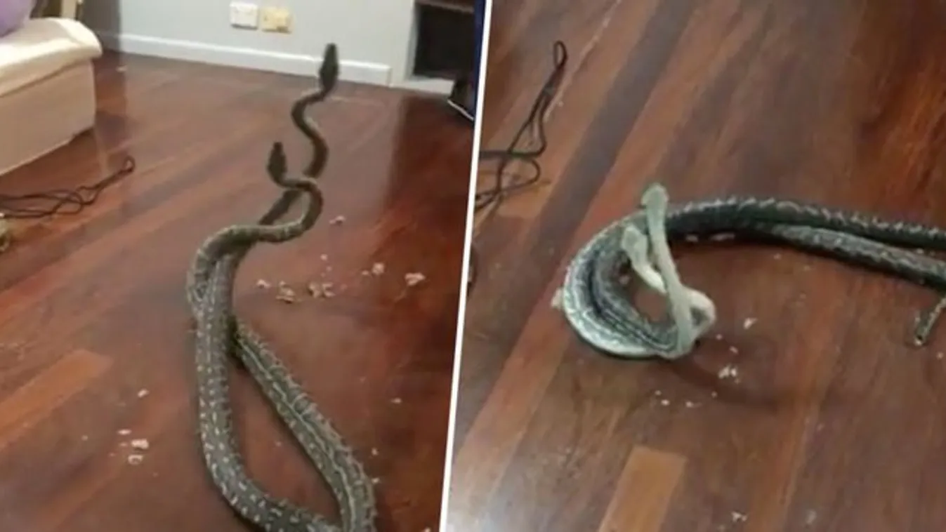 Vérfagyasztó: Egymással harcoló kígyók törték át a plafont – videó