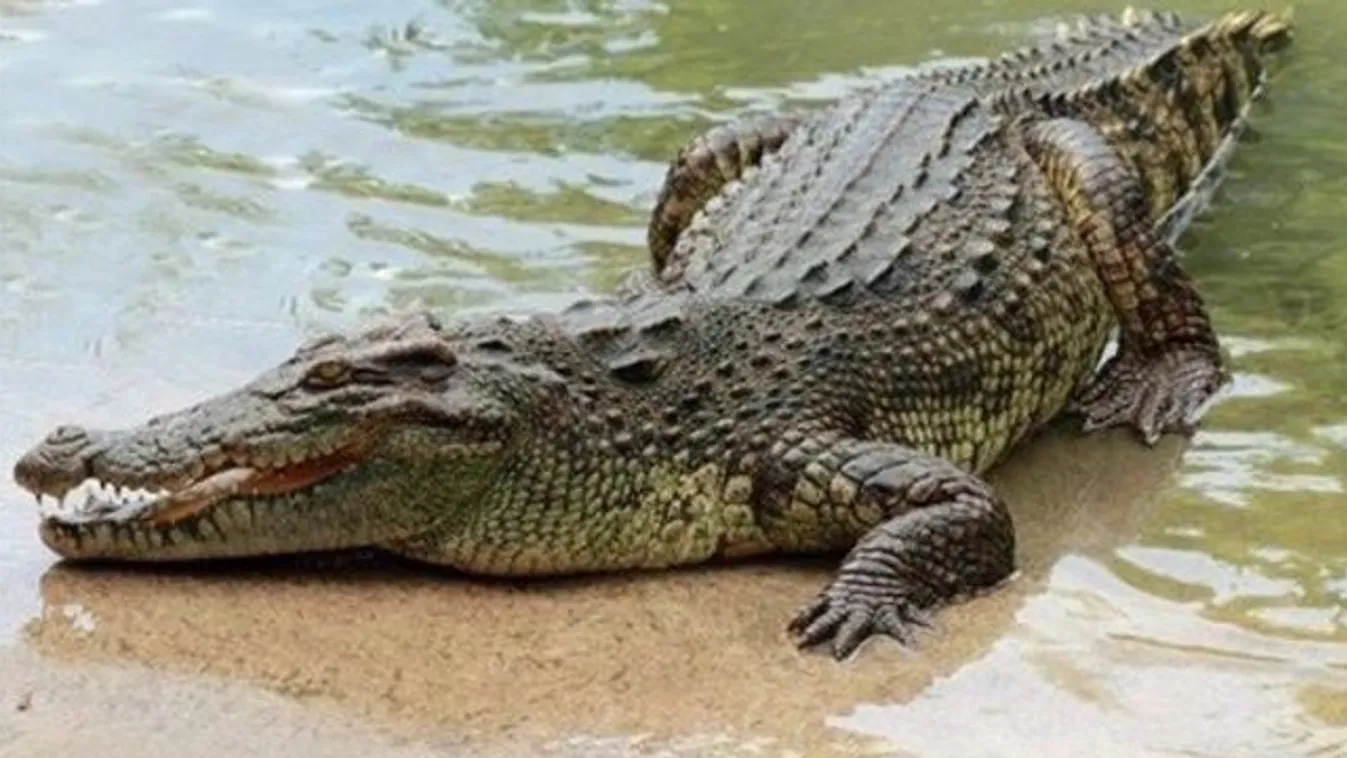 Hopp, egyszerre csak megjelent a támadó krokodil! (videó)