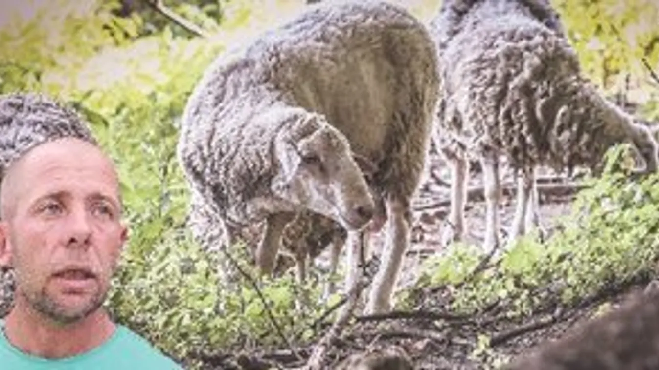 Két emberrel végzett a szentgáli gyilkos kos, ami addig támadta tehetetlen áldozatait, míg esélyük sem maradt: ez vár a gazdájára