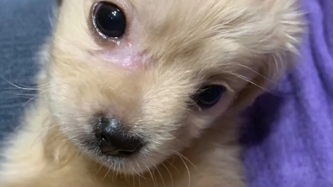 Legó lábakat kapott egy végtagok nélkül született kutya – videó