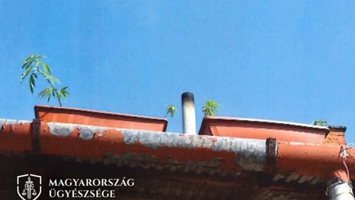 Végül is csak az egész utca látta: háztetőn, virágládában termesztett drogot a tatabányai díler
