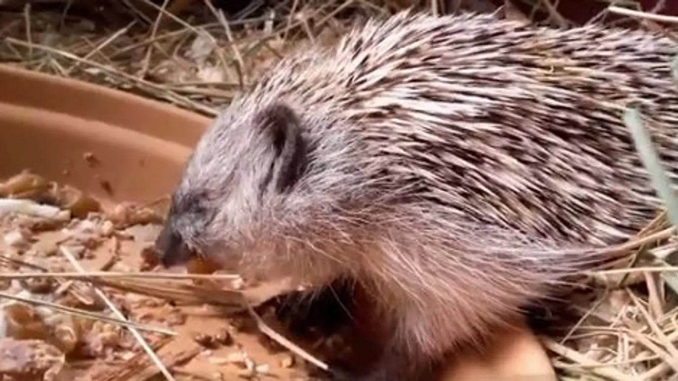 Ezeket az állatokat mentette meg 2019-ben a budapesti állatkert – videó