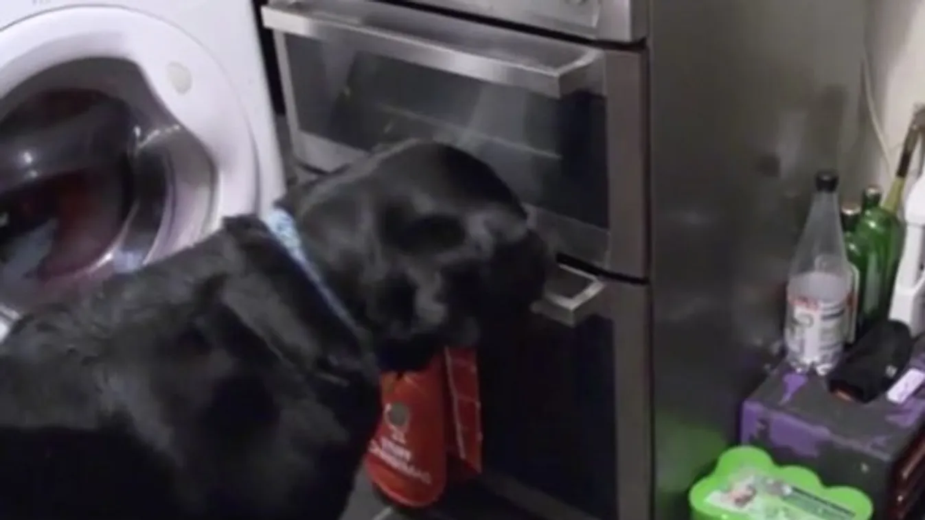 Cuki videó: így nyúlt le egy tepsi sült csirkét a labrador