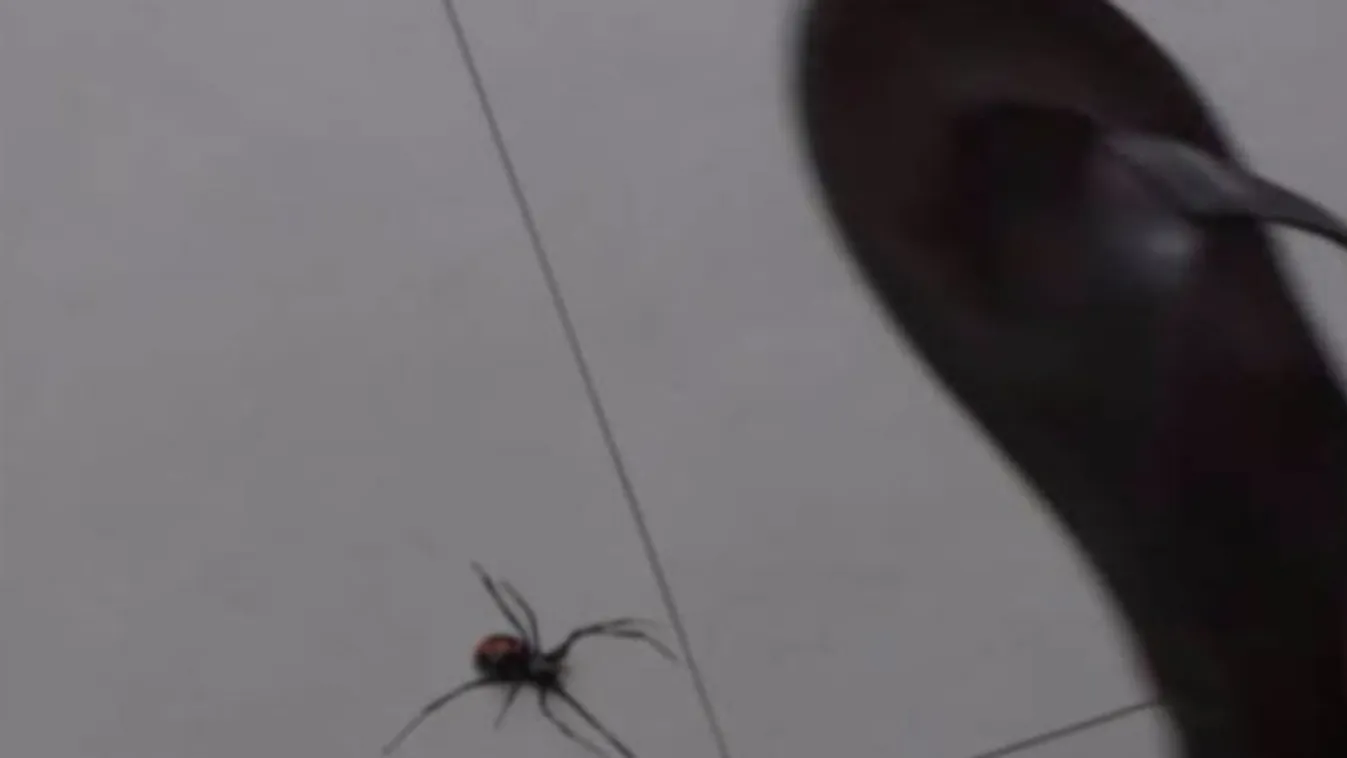 Horror videó: még egy ok, hogy miért ne csapjon agyon egy pókot sem