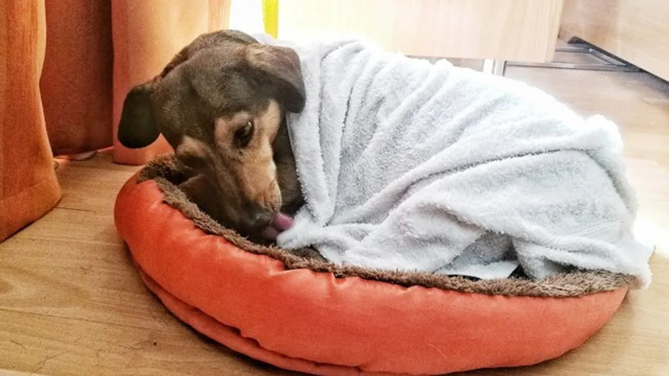 Vigyázz! A kutya is kaphat hőgutát