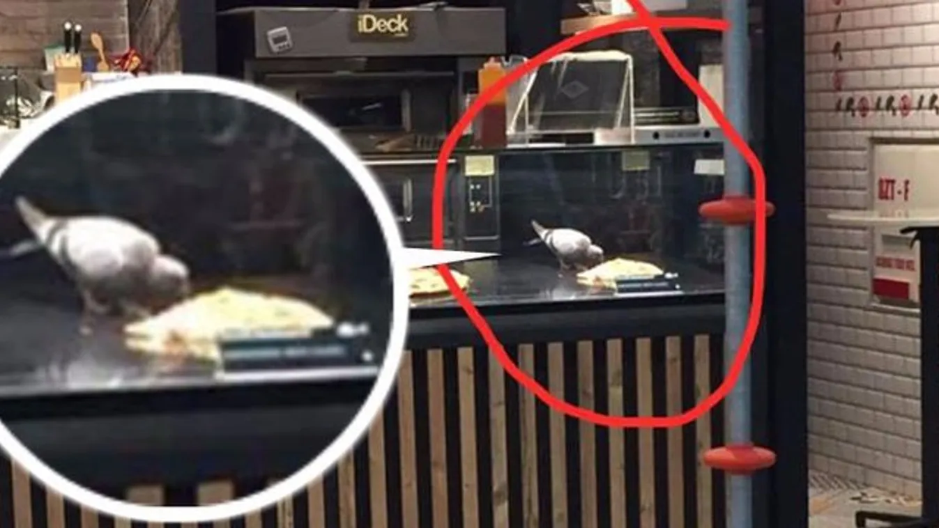 Pizzát lopott a pultról a galamb 
