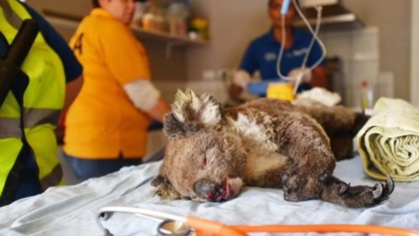Igazán megható pillanatok - Bozóttűzben megsérült koalát látnak el egy dél-ausztrál vadasparkban - képek