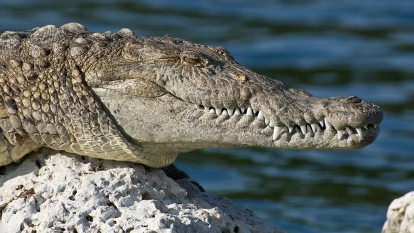 Megölte az aligátor a kutyáját sétáltató nőt