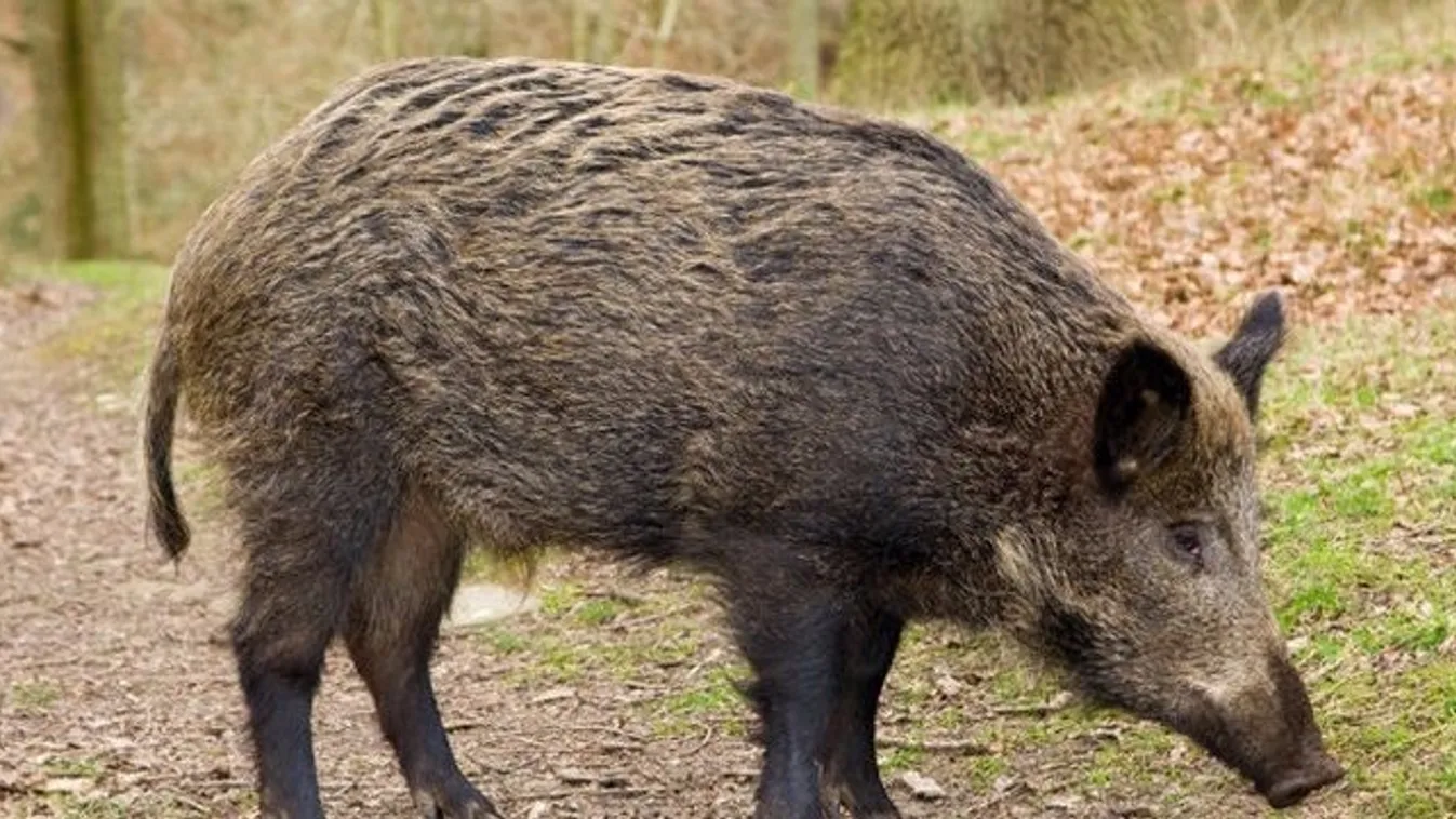 Vaddisznók túrták ki a mohácsi csata idején elásott kincseket