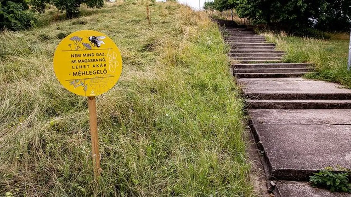 Szégyen! A főváros nem fog őszig kaszálni, gaztenger borítja a Gellérthegyet