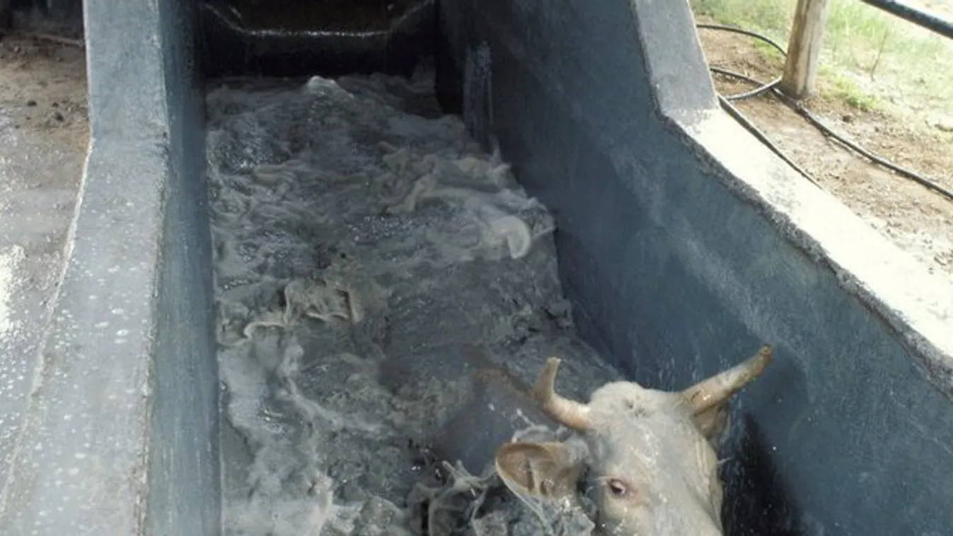 Horror: malacokat és csirkéket forráznak le élve a vágóhídon