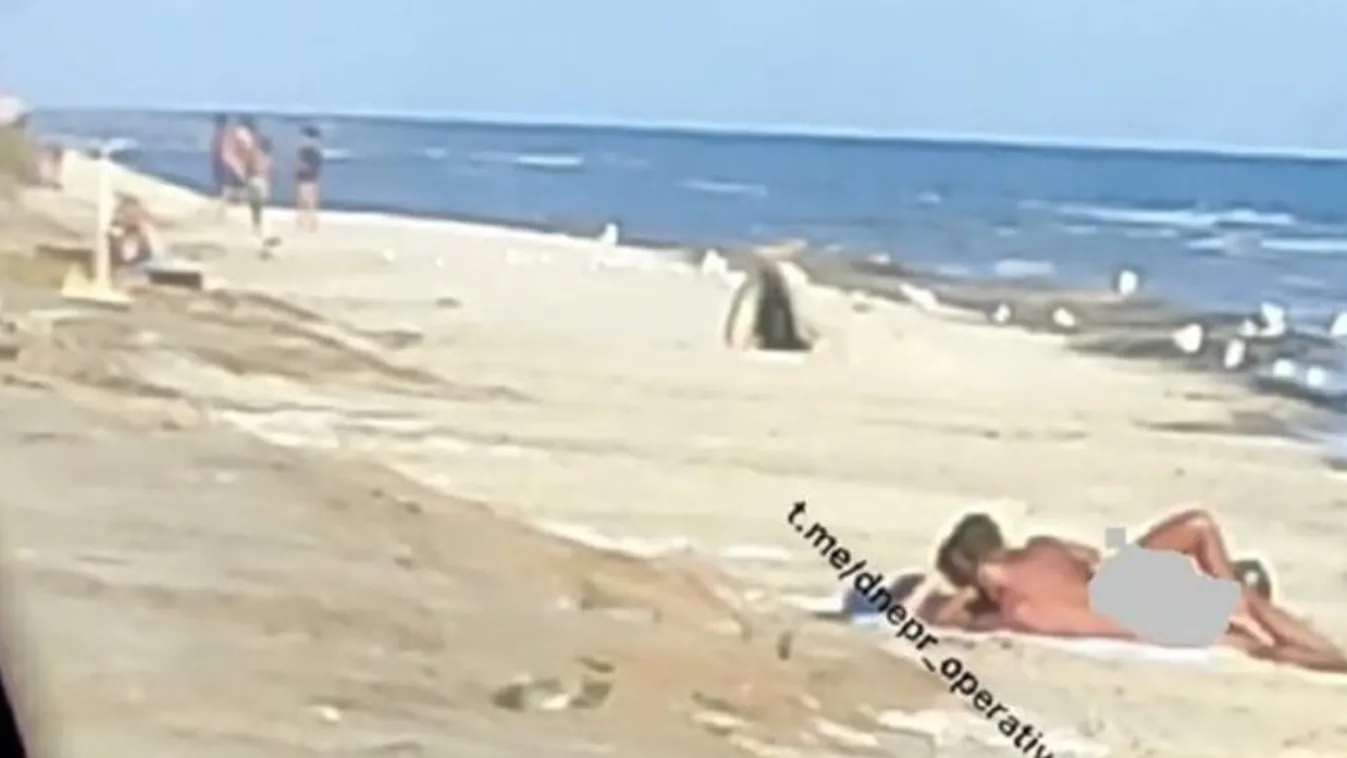 Ezt mégis hogy gondolták? Fényes nappal, gyerekek előtt szexelt egy pár a tengerparton - 18+ Videó
