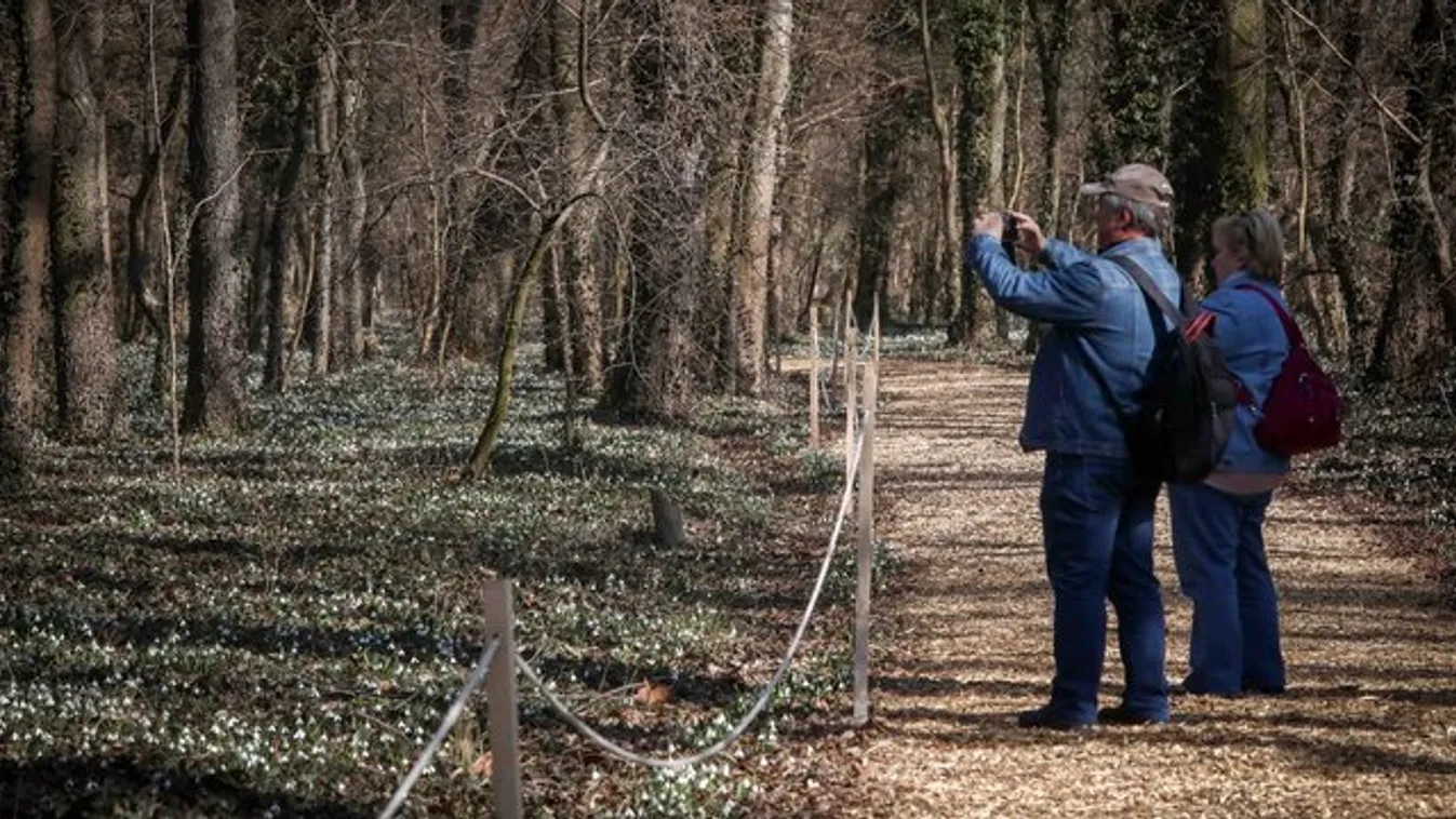 Hóvirágszőnyeg borítja az arborétumot