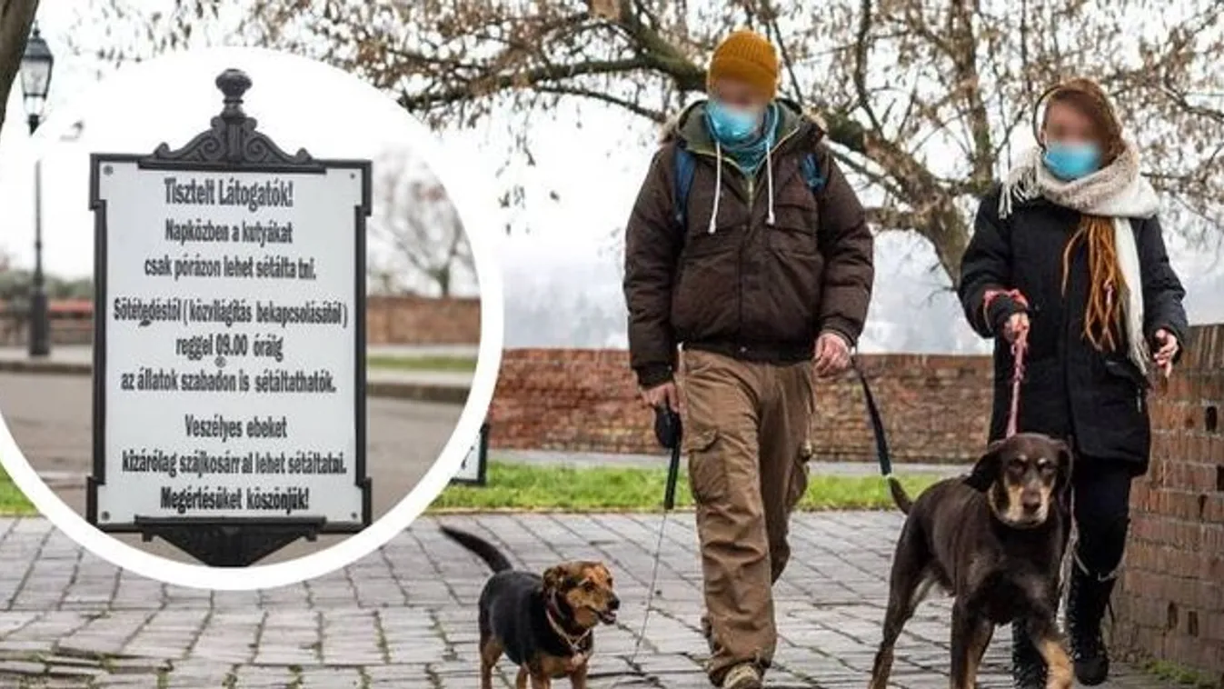 Kitört a kutyaháború a Vár környékén: volt kutya, amelyik gyerekre támadt
