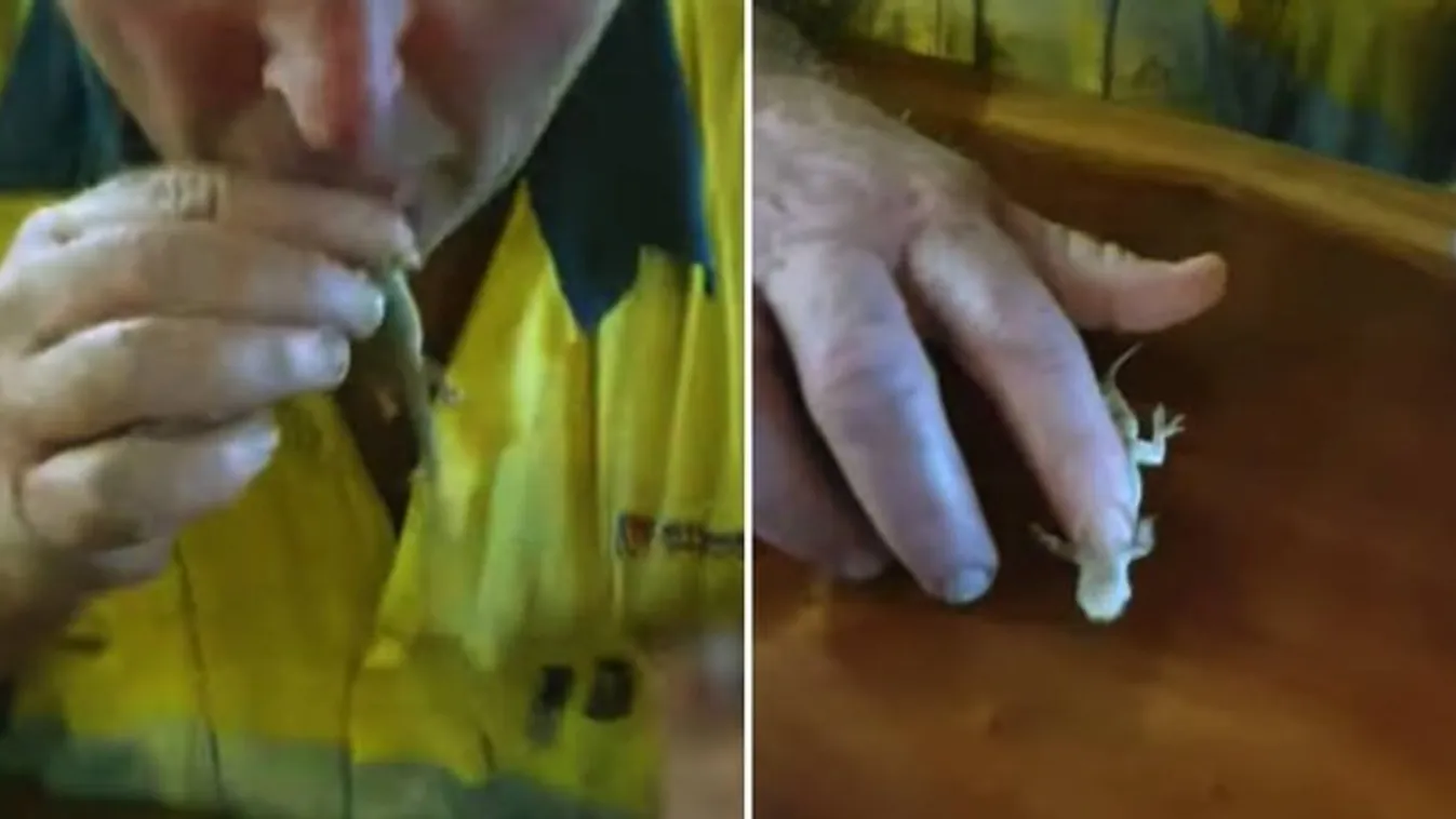 Bizarr látvány: így kell újraéleszteni egy gekkót – videó