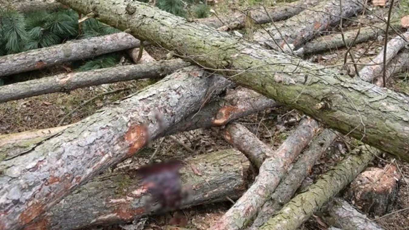 Horror Bács-Kiskun megyében: Munka közben ért halálos baleset egy favágót