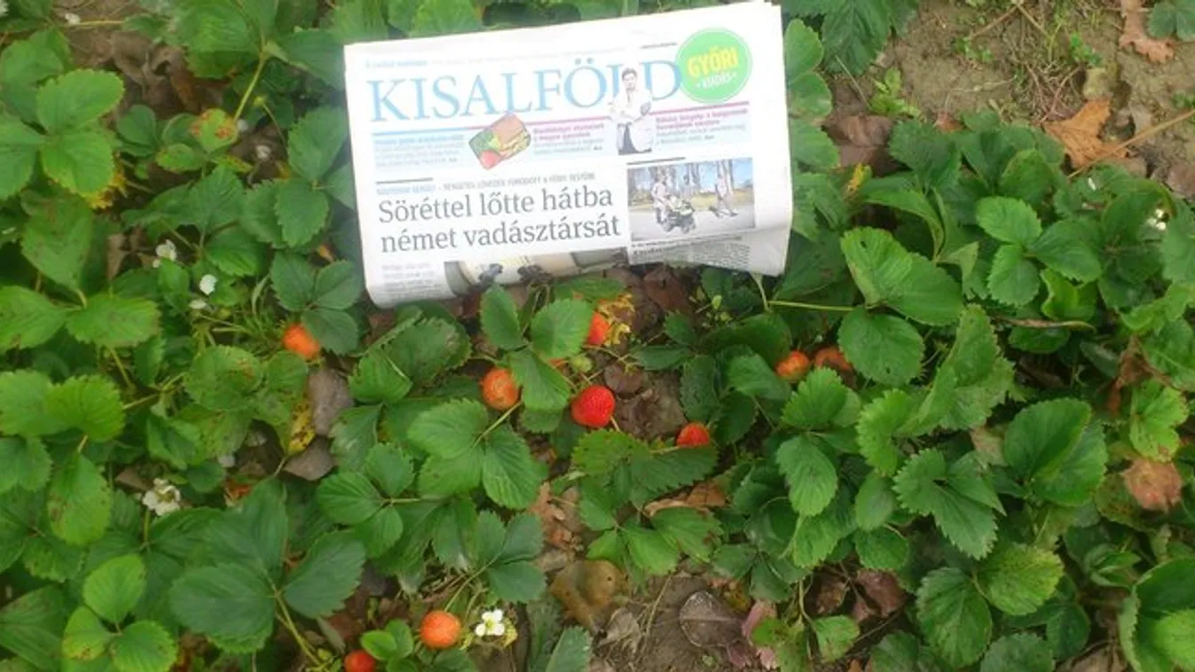 Május az őszben: Beérett az eper