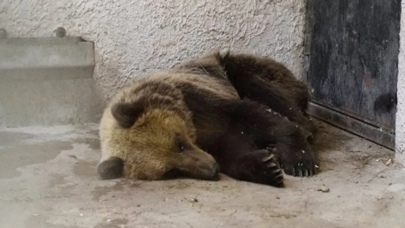 Nem szedte le, leeshetett az országjáró medve nyomkövetője