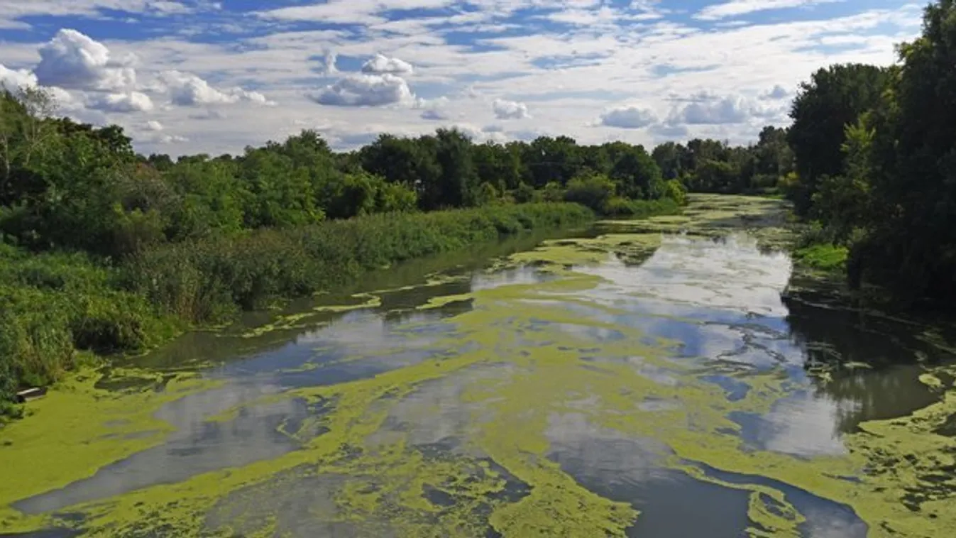 Durva pusztítást végez az algák burjánzása Floridában