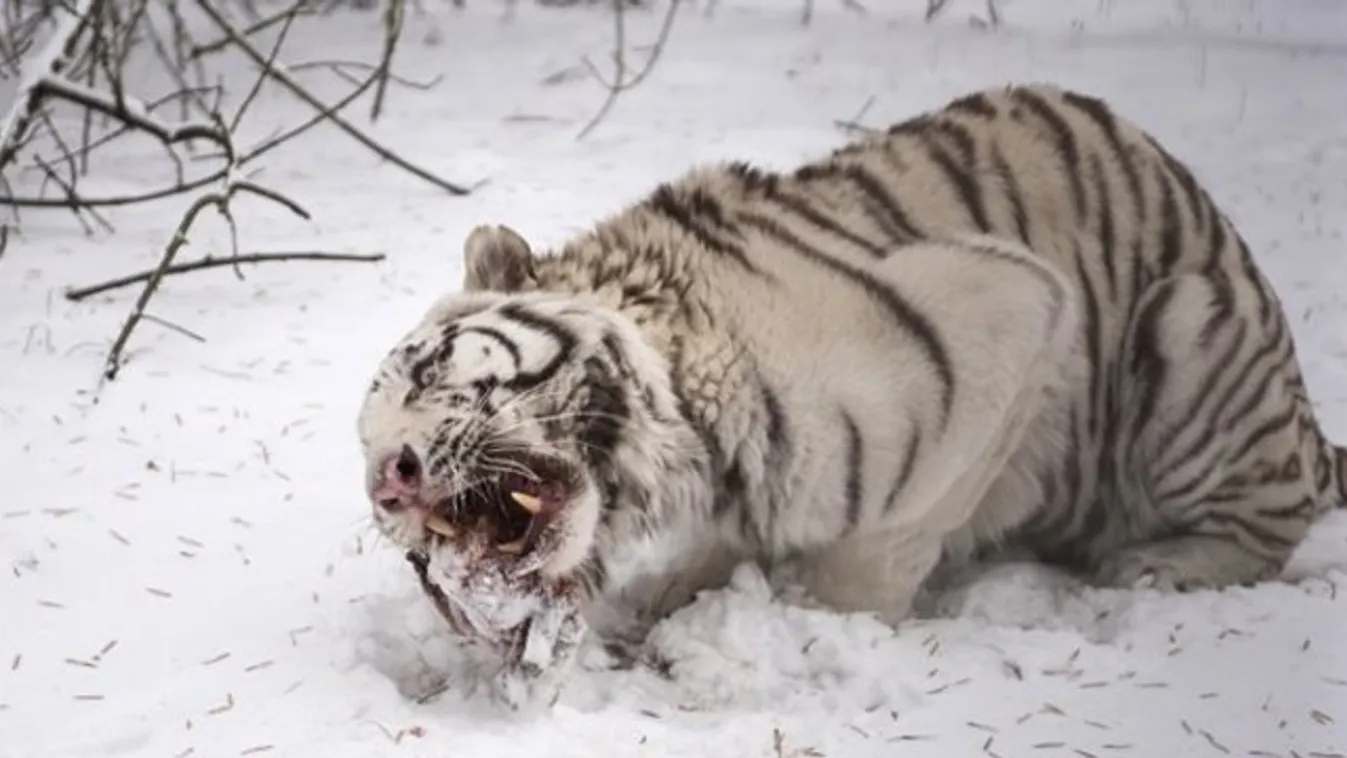 Párduc és tigris etetés Nyíregyházán