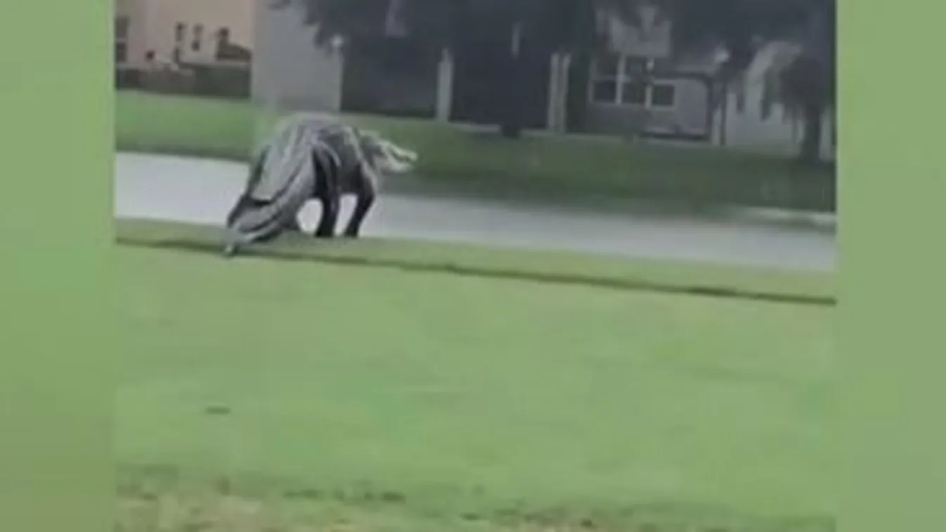 Godzilla életrekelt: hatalmas szörny tűnt fel a házak között Floridában