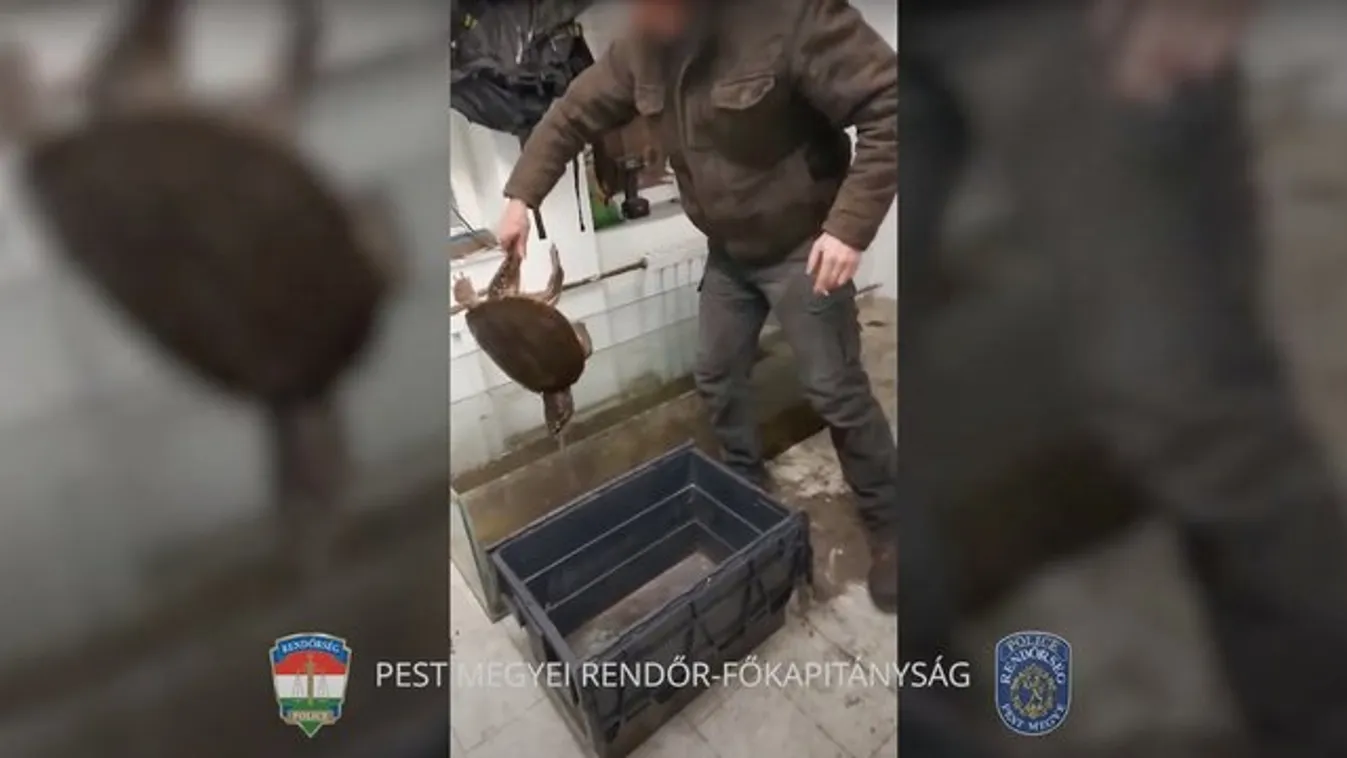 A rendőrök is meglepődtek: drogért mentek, de aligátorteknőst, krokodilt és kígyót találtak egy dunaharaszti házban - videó