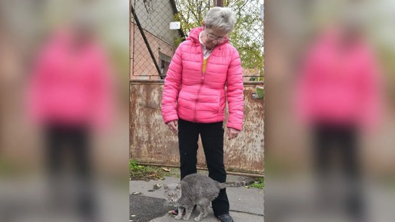 Kilakoltatták, de visszajár etetni a cicáját