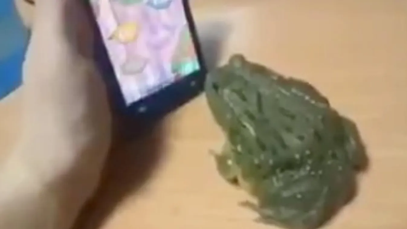 Ki az okosabb? A béka vagy a telefon? - videó