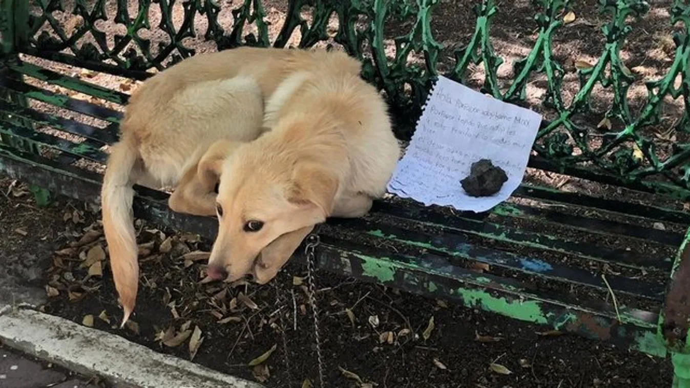 Egy kisgyerek megható üzenettel hagyta a parkban a kutyáját, hogy megmentse az életét