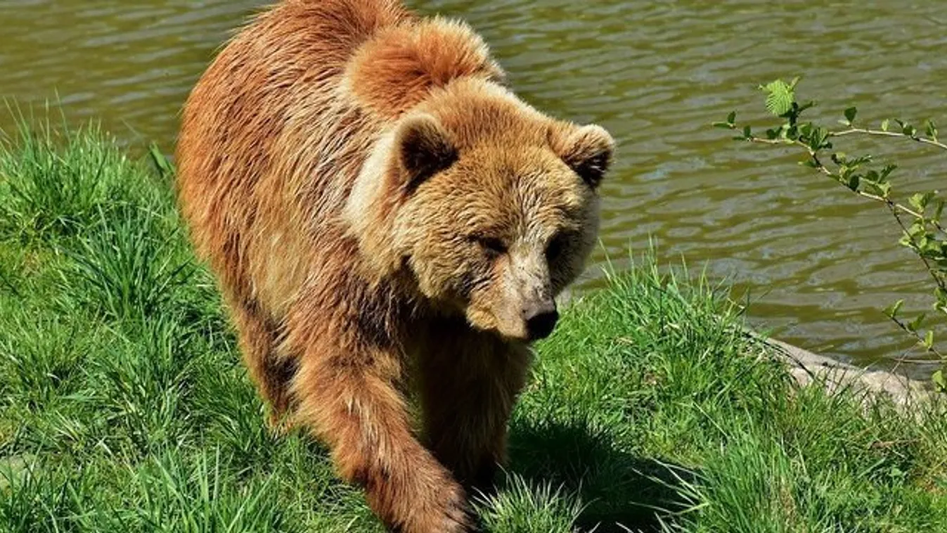 Pimasz medve riogatja a tusnádiakat, még az üzletekbe is be akar menni