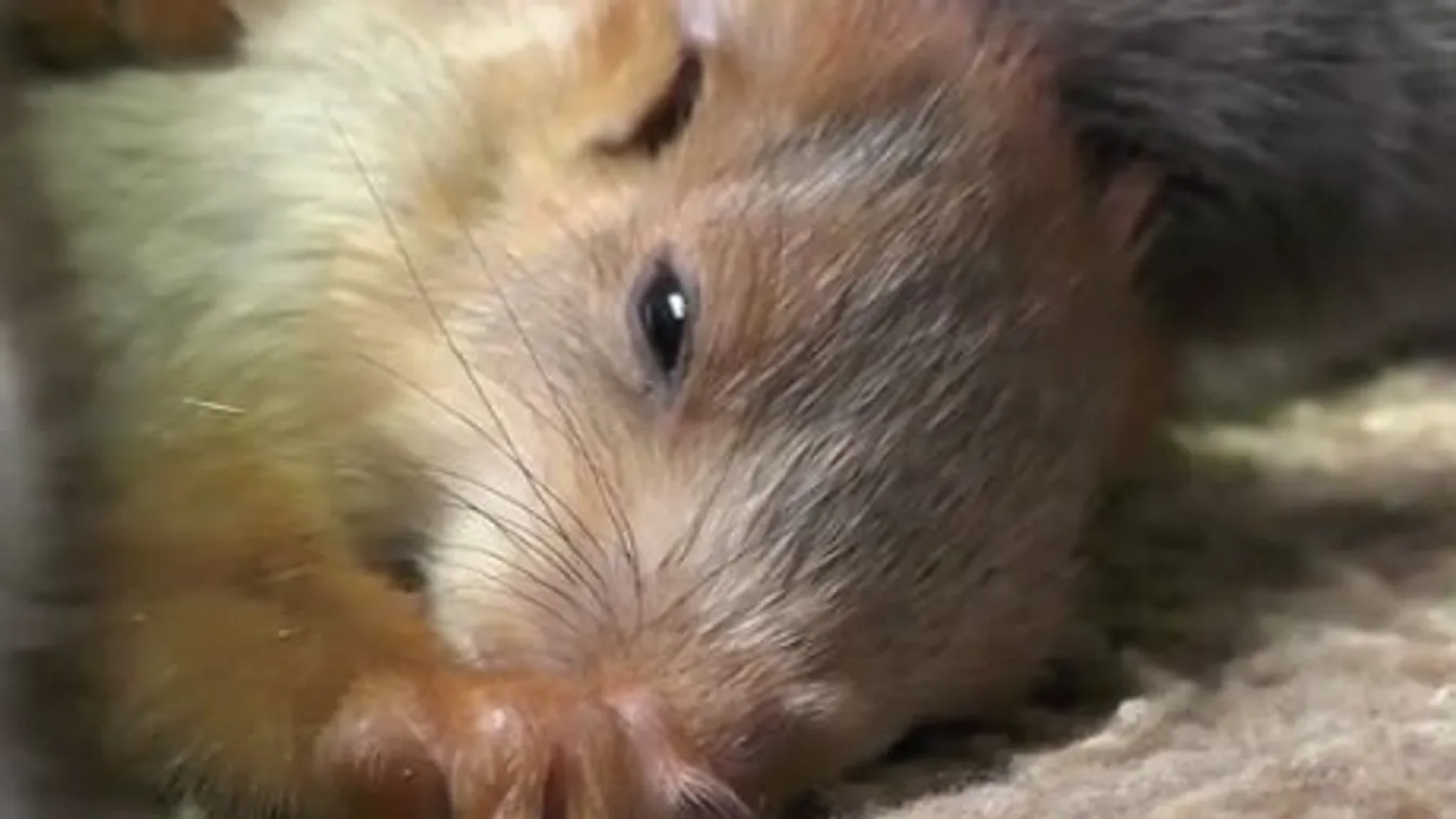Napi cuki: Négy árva bébimókust fogadott örökbe egy anyacica - videó