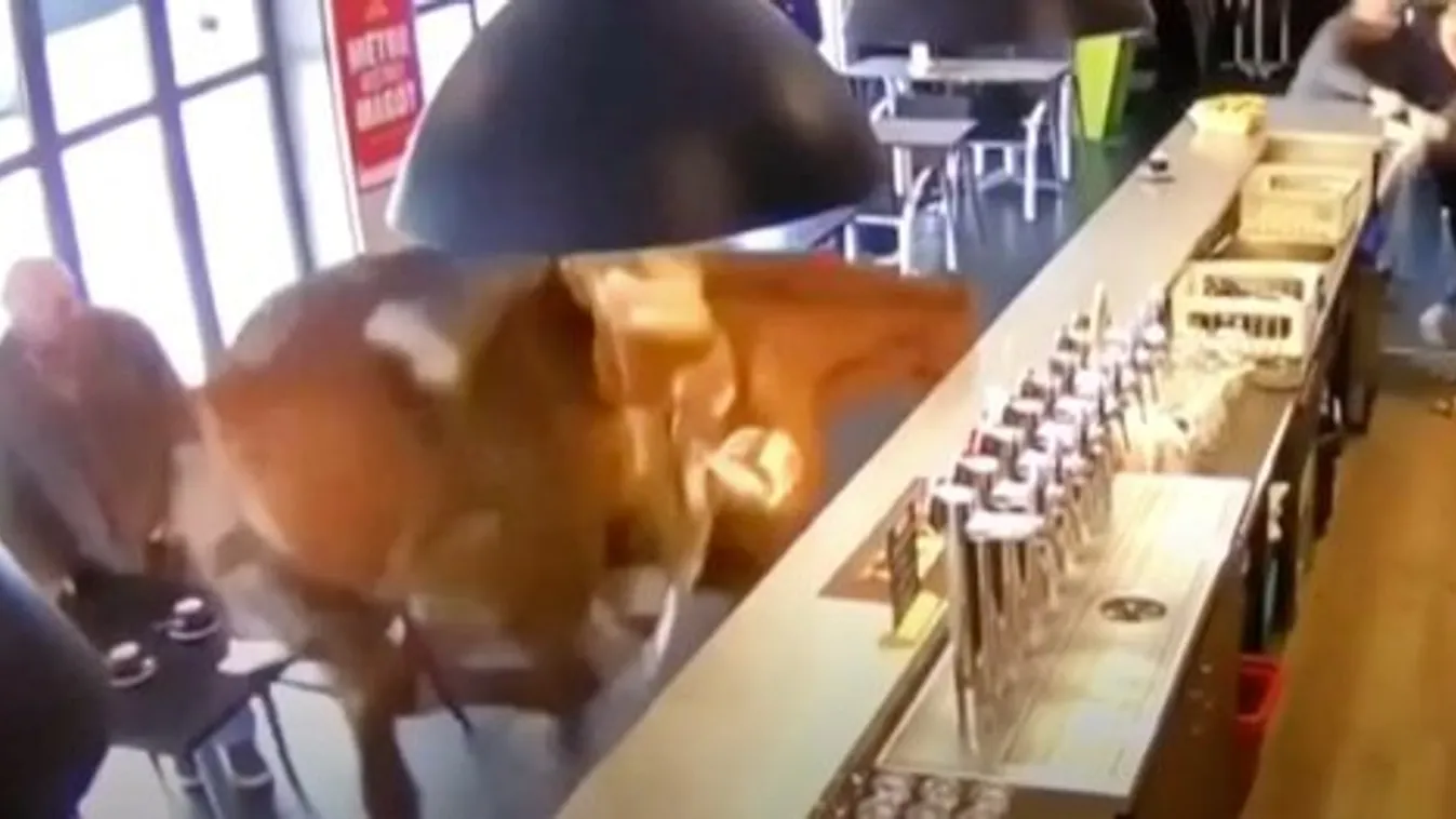 Itt egy remek videó arról, hogy egy veszettül rugdalózó versenyló betör egy francia pubba - videó