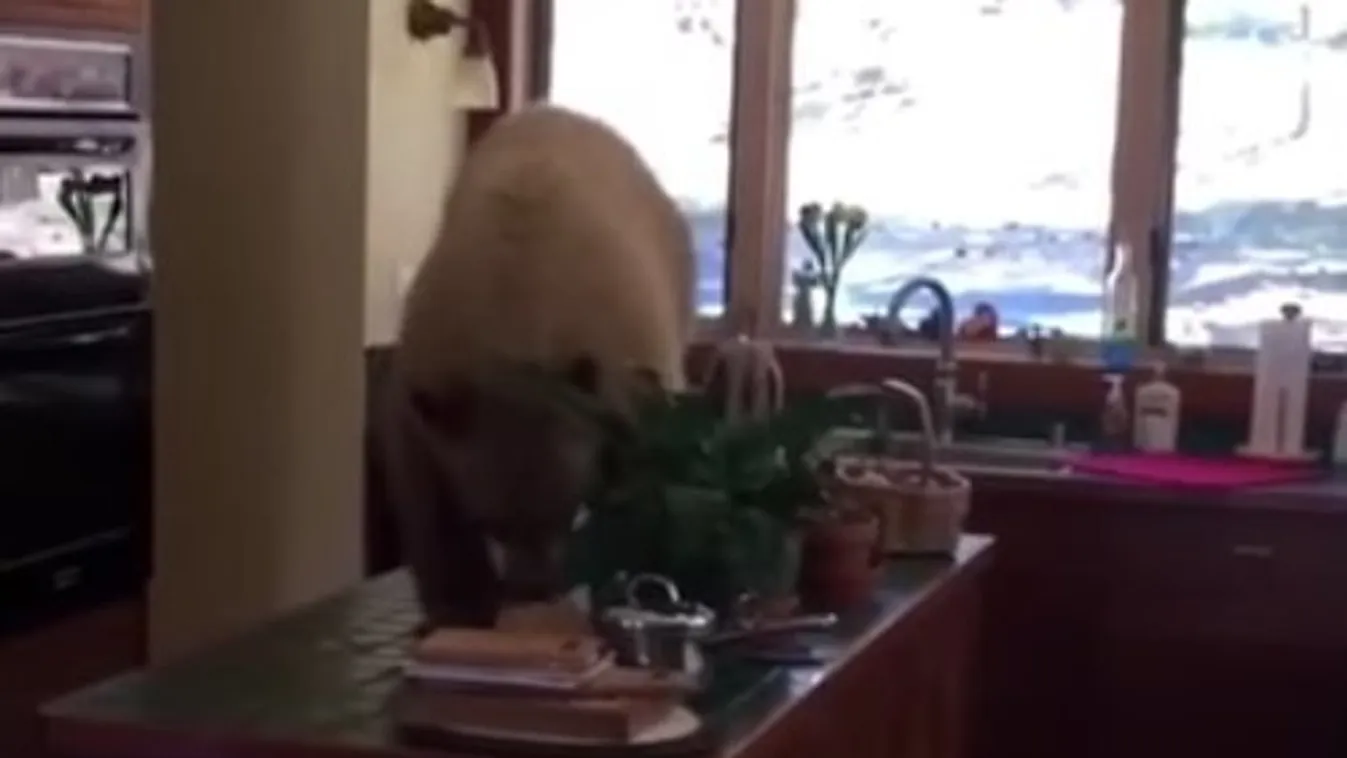 Szokatlanul szőrös vendég fogadta őket a saját konyhájukban – videó