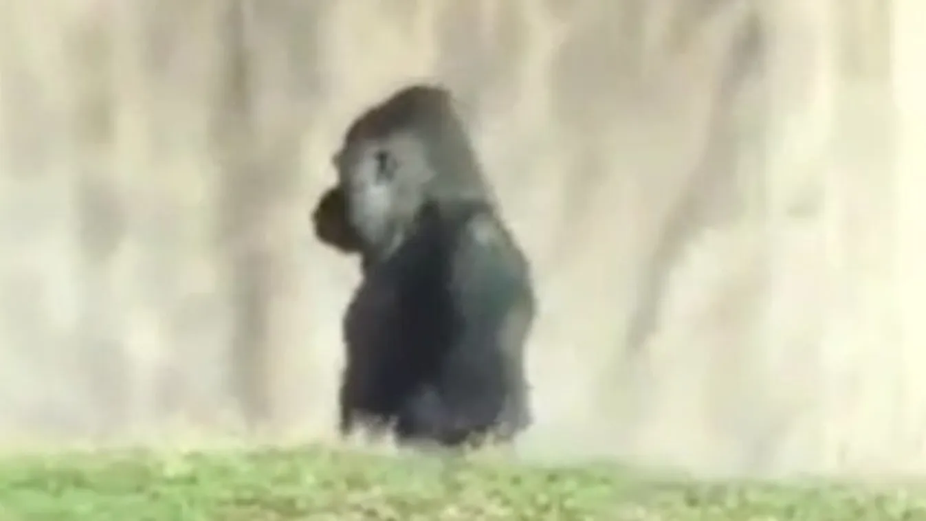 Ilyen, amikor egy gorilla embernek képzeli magát - videó