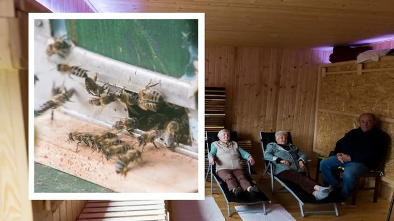 Hetven kiló méhből áll az orvosi stáb - ismerje meg az apiterápiát!